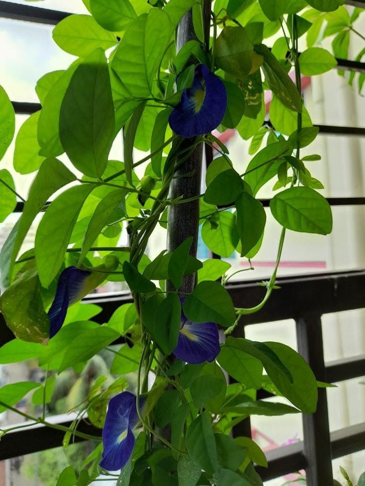 15 Strange Houseplants That Make Your Home Look Like a Botanical Wonderland