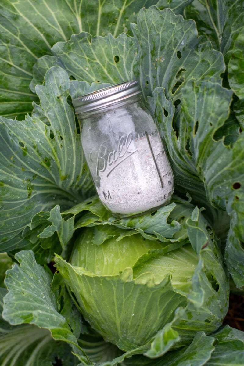10 Plants That Grow Better With Crushed Eggshells Without Fertilizer
