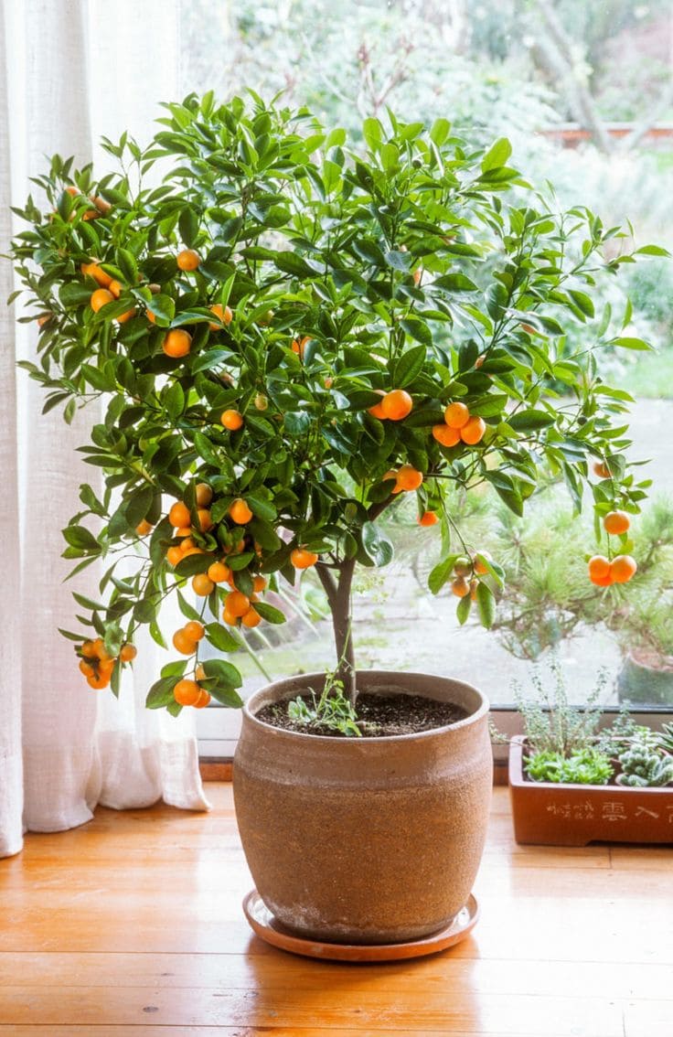 15 Indoor Fruit Plants That Bring Freshness Right to Your Home