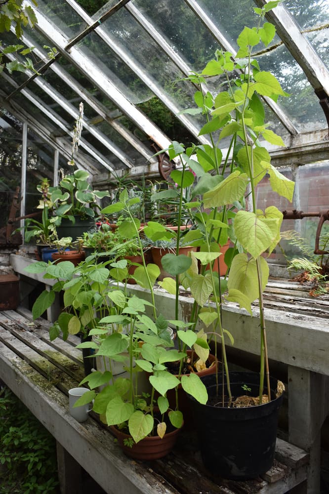 15 Indoor Fruit Plants That Bring Freshness Right to Your Home