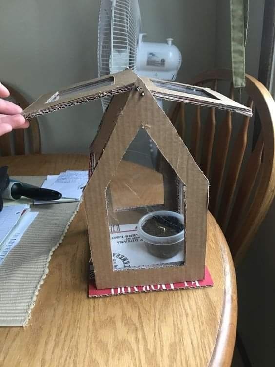 Cardboard Tabletop Greenhouse