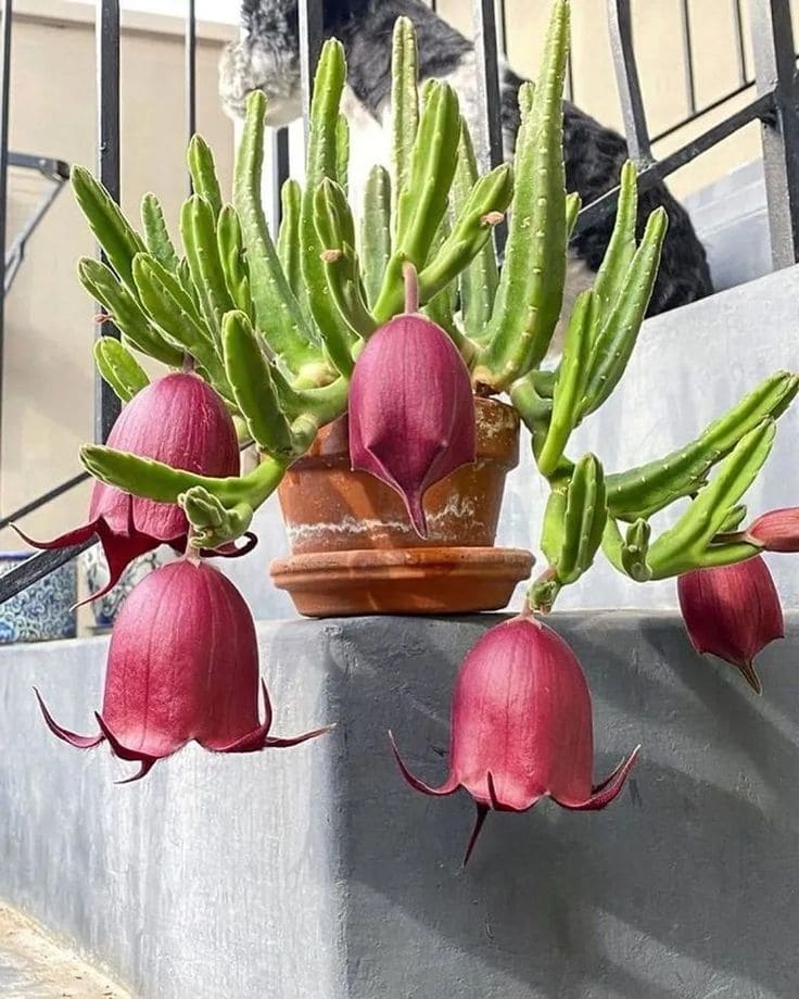 15 Strange Houseplants That Make Your Home Look Like a Botanical Wonderland