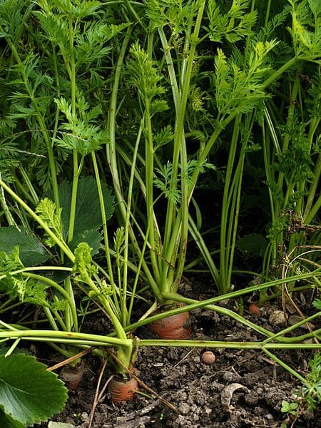 10 Plants Love Epsom Salt And How To Keep Them Thriving