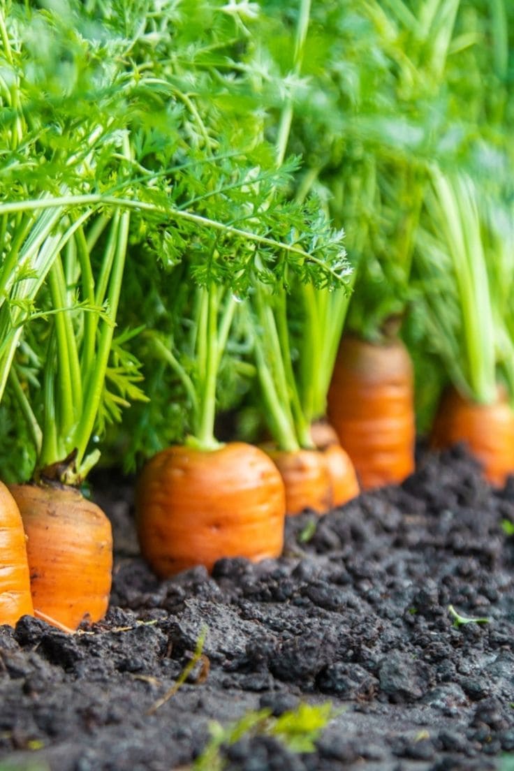 12 Vegetables That Grow Well in July (And Exactly How To Grow Them Right)