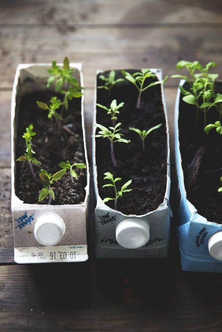 Carton Garden Starters