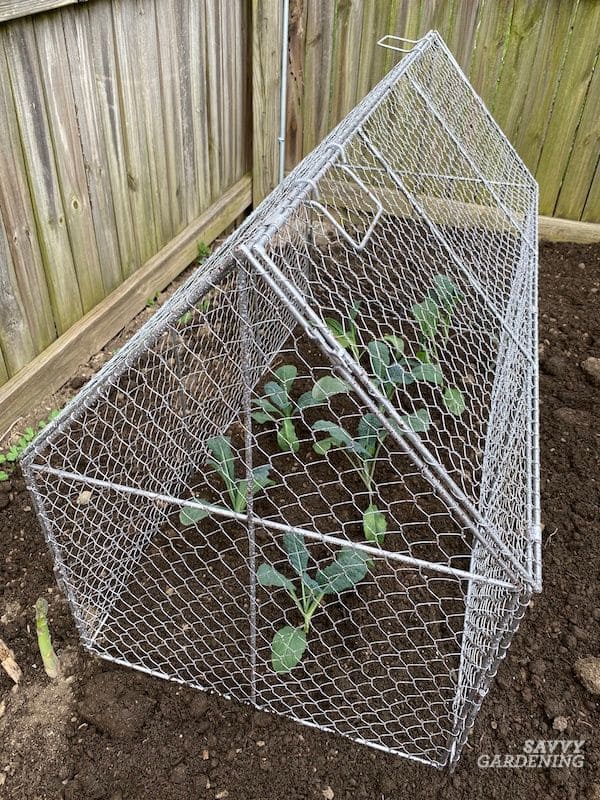 Chicken Wire Cloche Frame