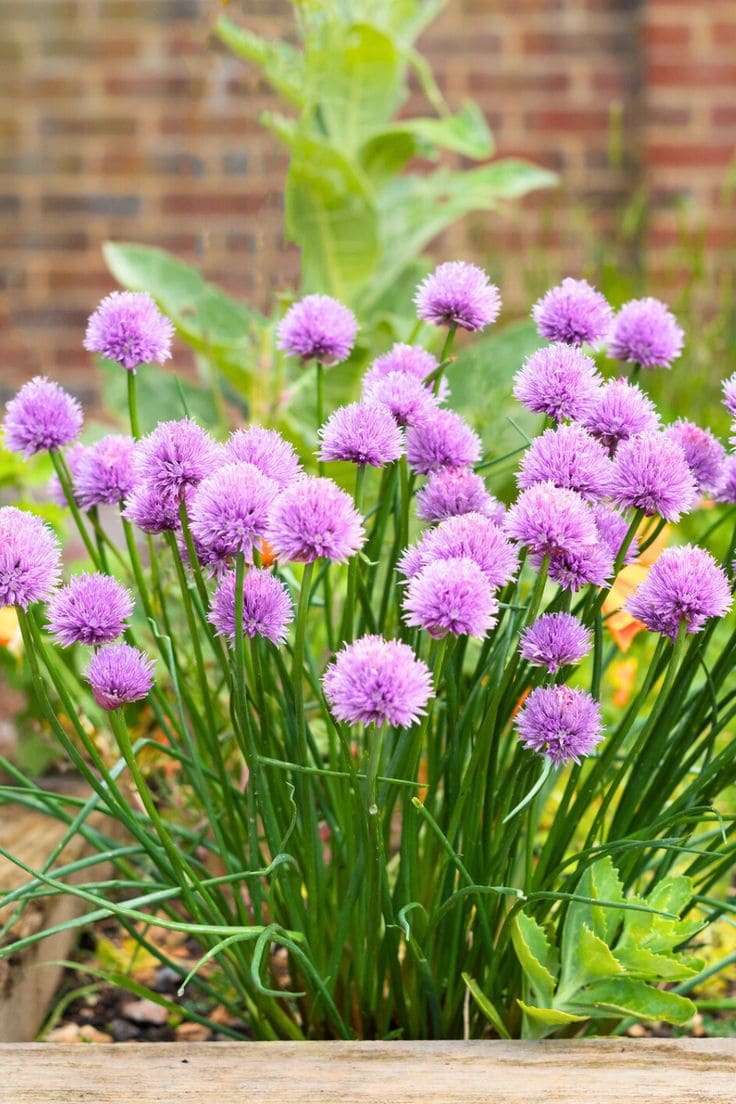 12 Wonderful Plants You Only Need to Plant Once and Enjoy for Years