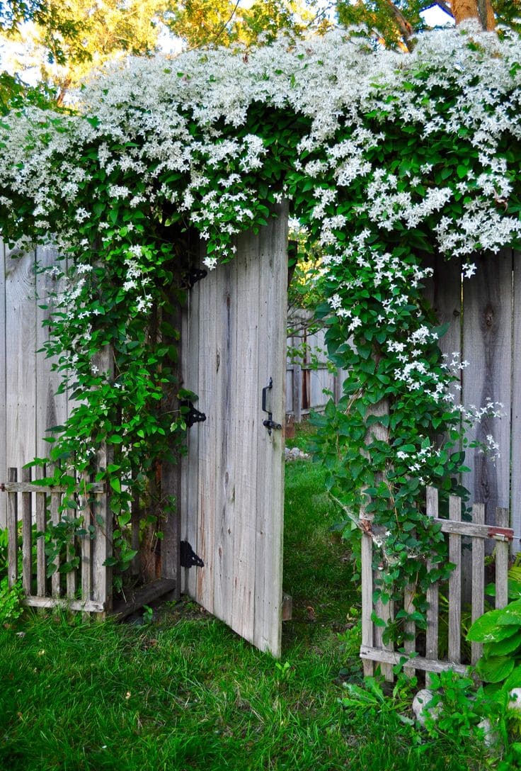 10 Fastest Growing Vines for Trellises That’ll Cover Any Space in No Time