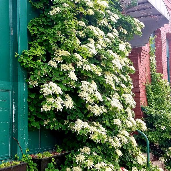 12 Popular Hydrangea Varieties Every Garden Lover Should Know
