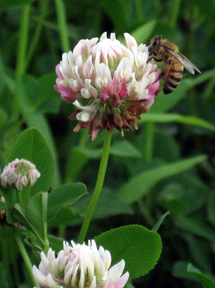 Here Are 10 Best Plants That Help Us Save Our Bees