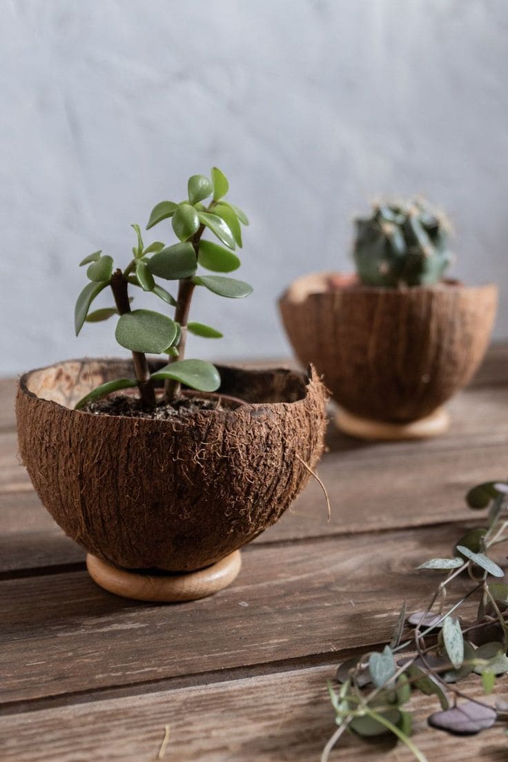 Coconut Shell Succulent Planter