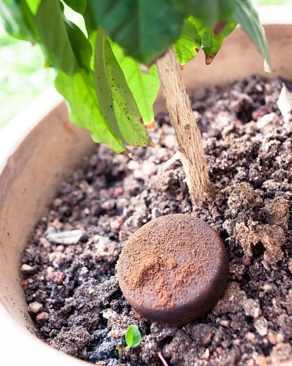 12 Homemade Fertilizers for Plants That Are Already in Your Kitchen