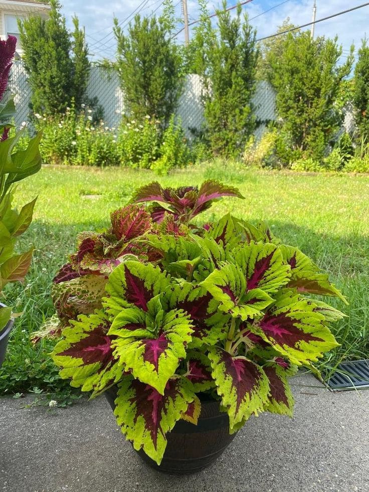 15 Shade-Loving Plants That Beat the Heat (And Still Look Gorgeous Doing It)