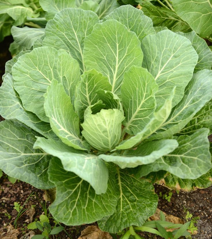 12 Vegetables That Grow Well in July (And Exactly How To Grow Them Right)