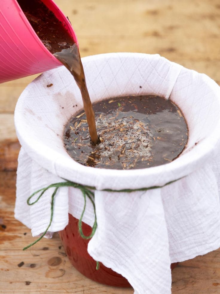 12 Homemade Fertilizers for Plants That Are Already in Your Kitchen