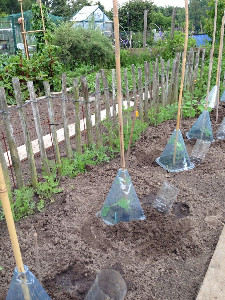 Cone Bottle Cloches for Young Plants