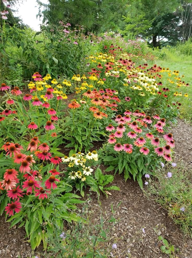 12 Wonderful Plants You Only Need to Plant Once and Enjoy for Years