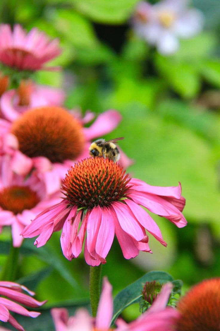Here Are 10 Best Plants That Help Us Save Our Bees