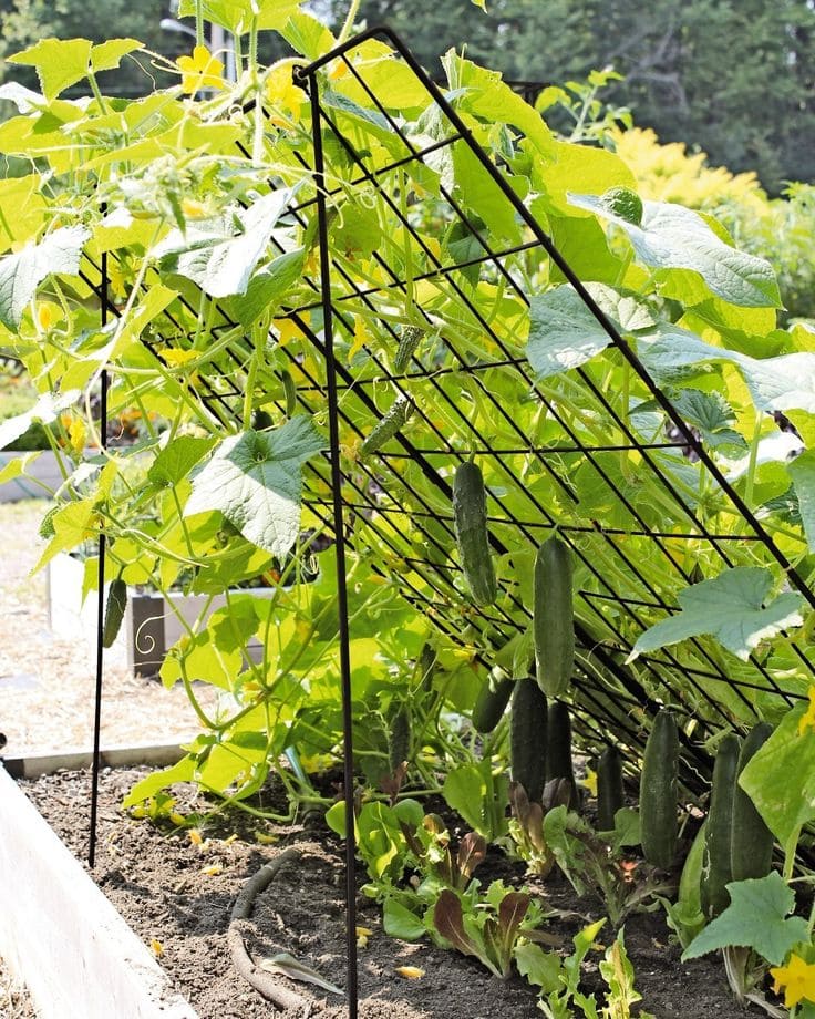 12 Vegetables That Grow Well in July (And Exactly How To Grow Them Right)