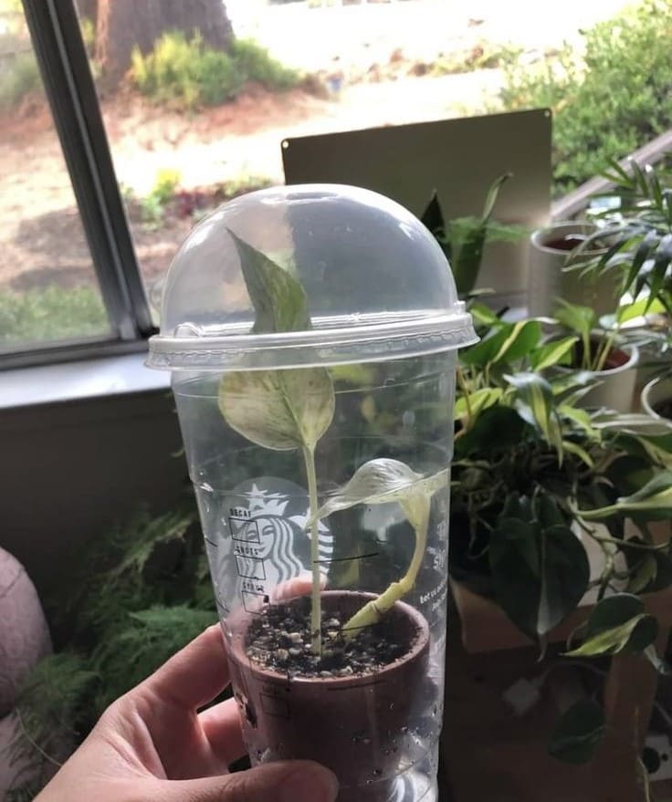 Cup-Dome Propagation Greenhouse