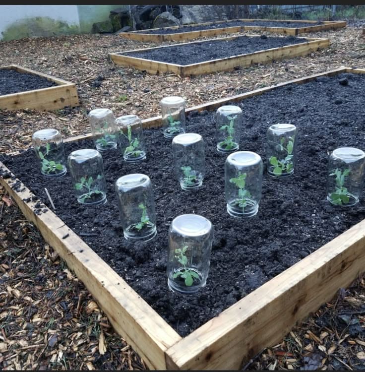 DIY Glass Jar Greenhouse Cloches