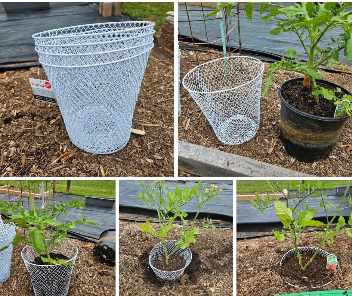 DIY Tomato Collar from Dollar Store Trash Cans