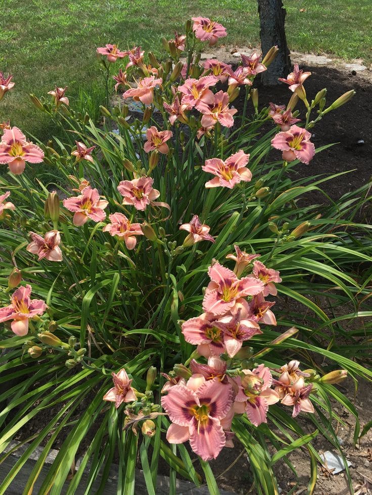 12 Wonderful Plants You Only Need to Plant Once and Enjoy for Years