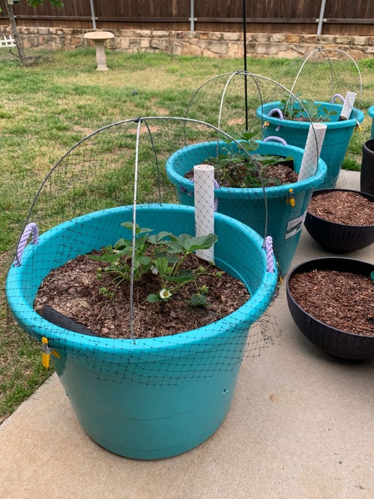 Dome Netting Greenhouse Buckets