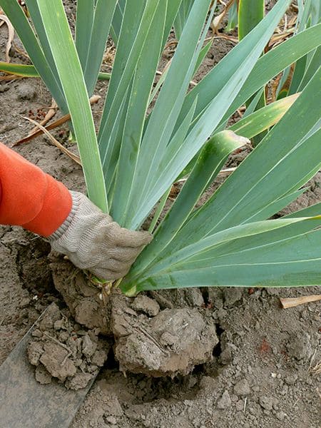 When and How to Cut Back Irises For Better Blooms Next Year