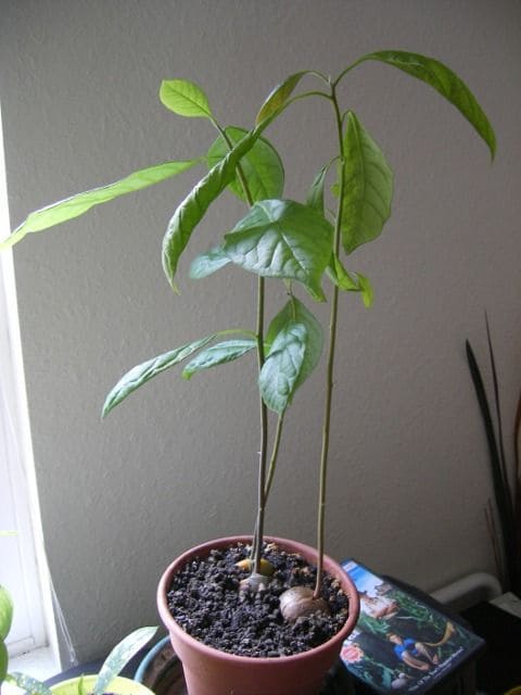15 Indoor Fruit Plants That Bring Freshness Right to Your Home
