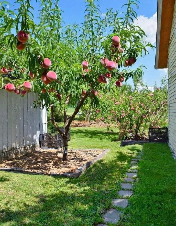 10 Fastest Fruit Trees That Will Reward You With Harvests in Just 1-2 Years