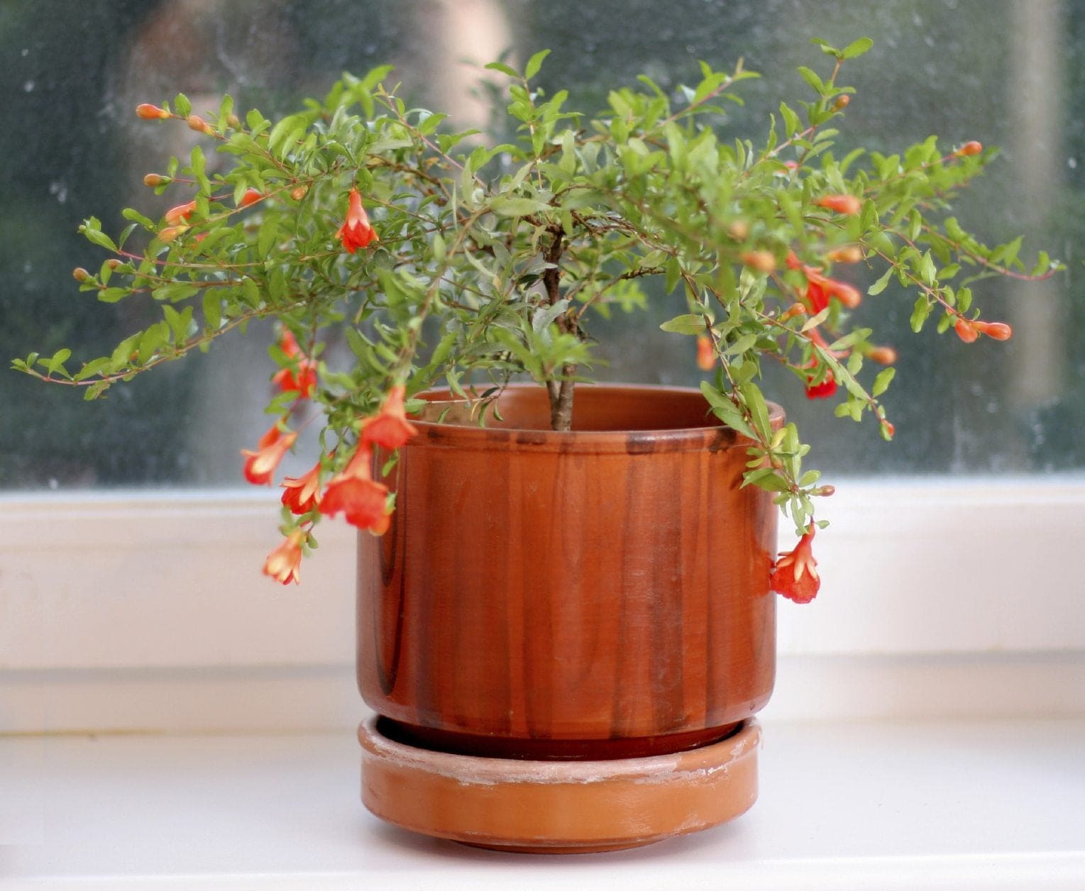 15 Indoor Fruit Plants That Bring Freshness Right to Your Home