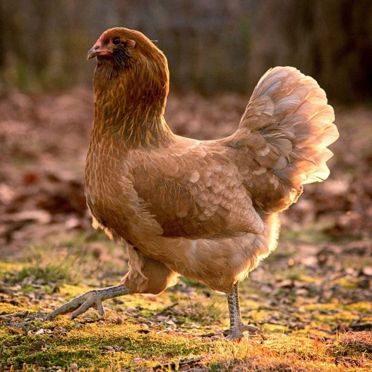 Top 10 Best Laying Hen Breeds for Fresh Eggs All Year Round