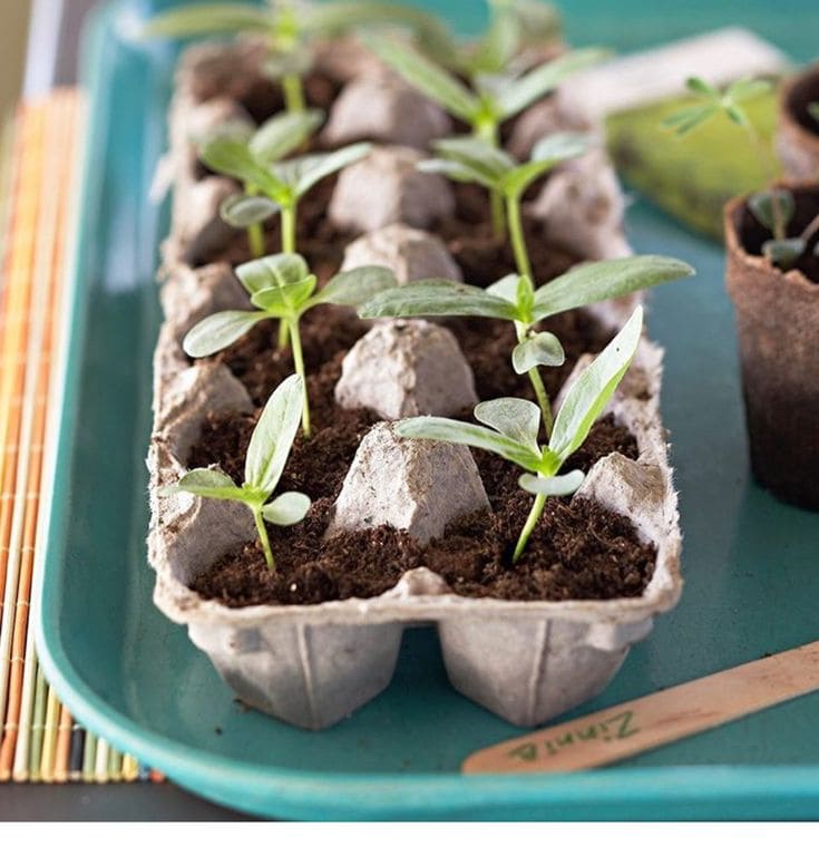 Egg Carton Seedling Starter
