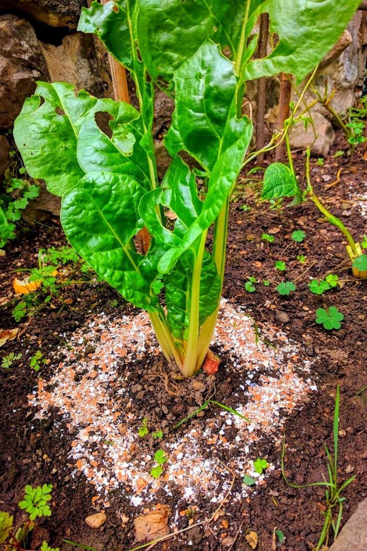 12 Homemade Fertilizers for Plants That Are Already in Your Kitchen