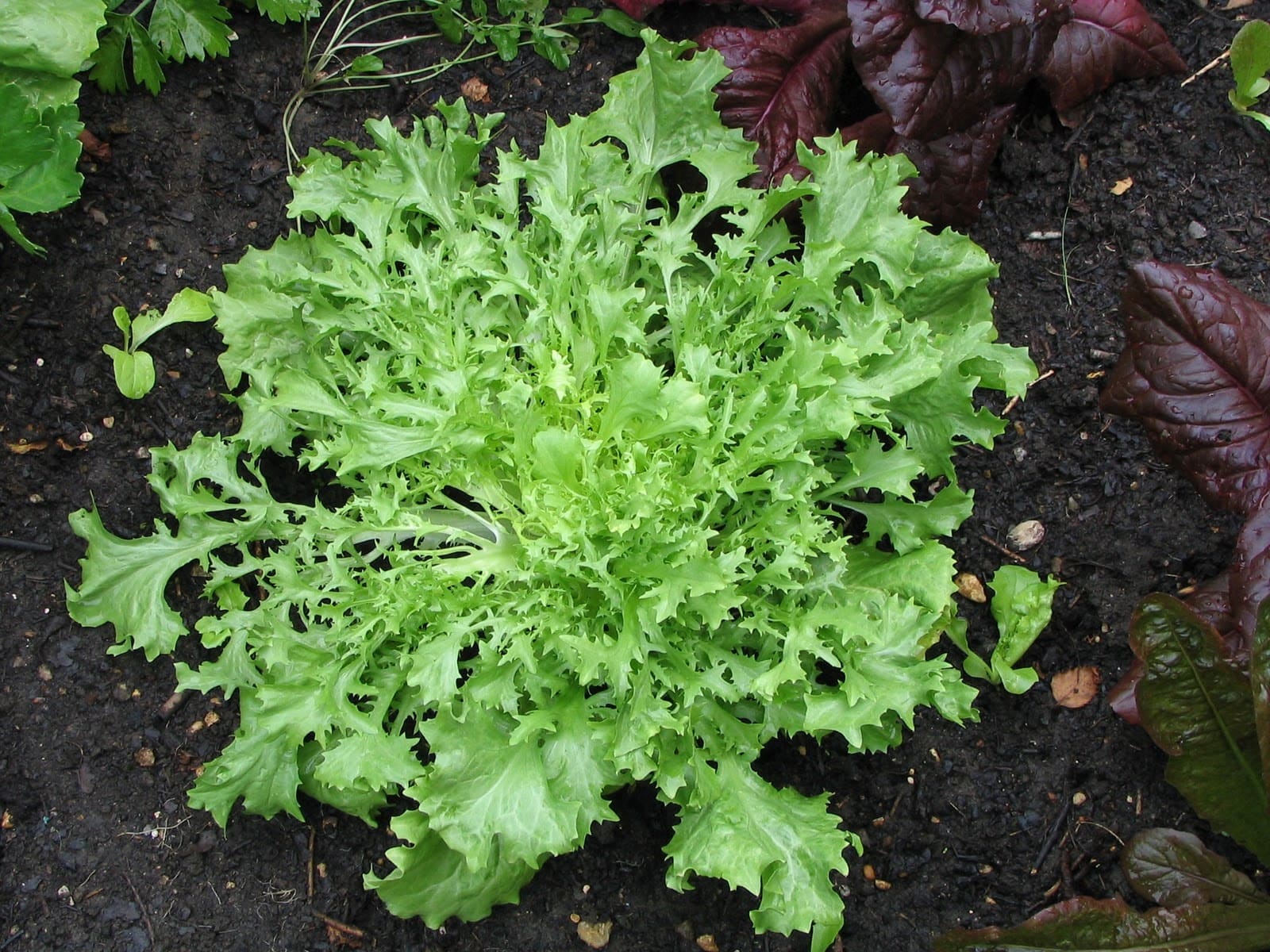 20 Shade-Loving Veggies That Thrive Without Full Sun