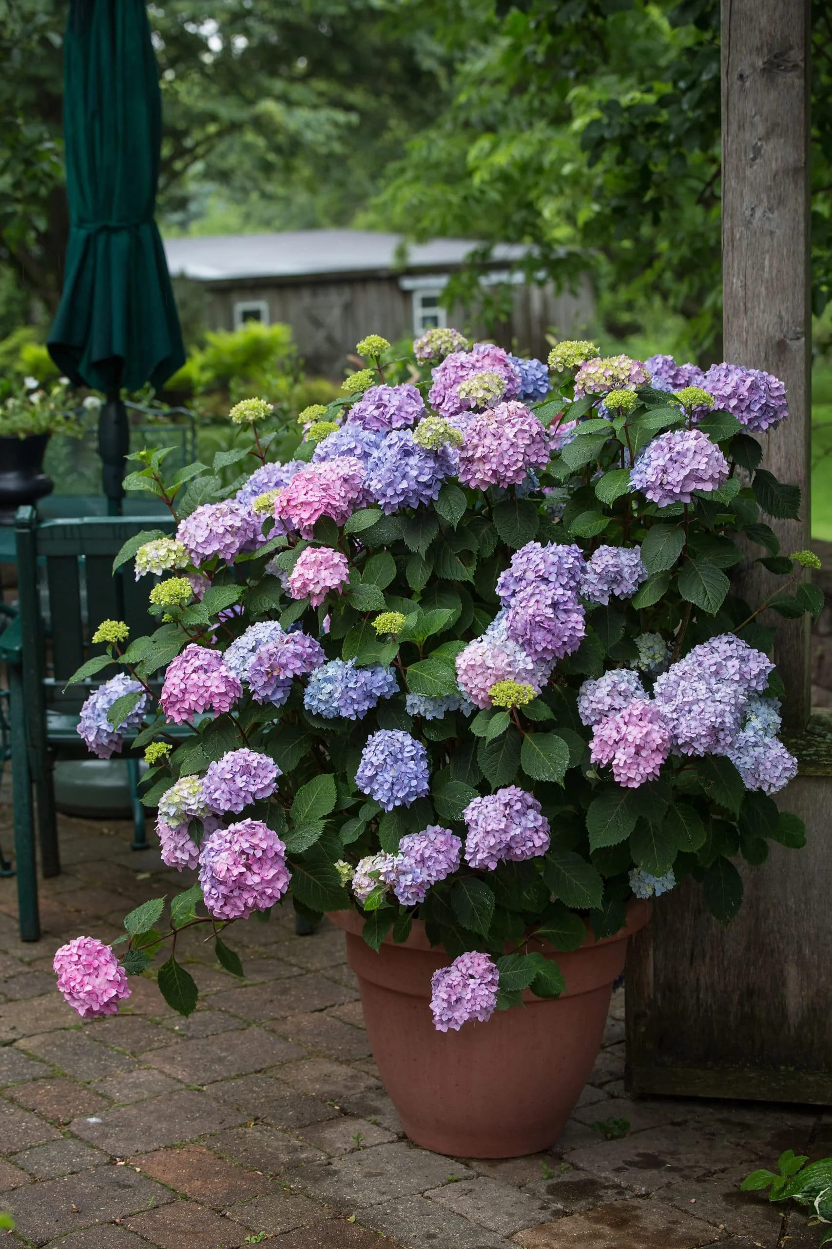 12 Popular Hydrangea Varieties Every Garden Lover Should Know