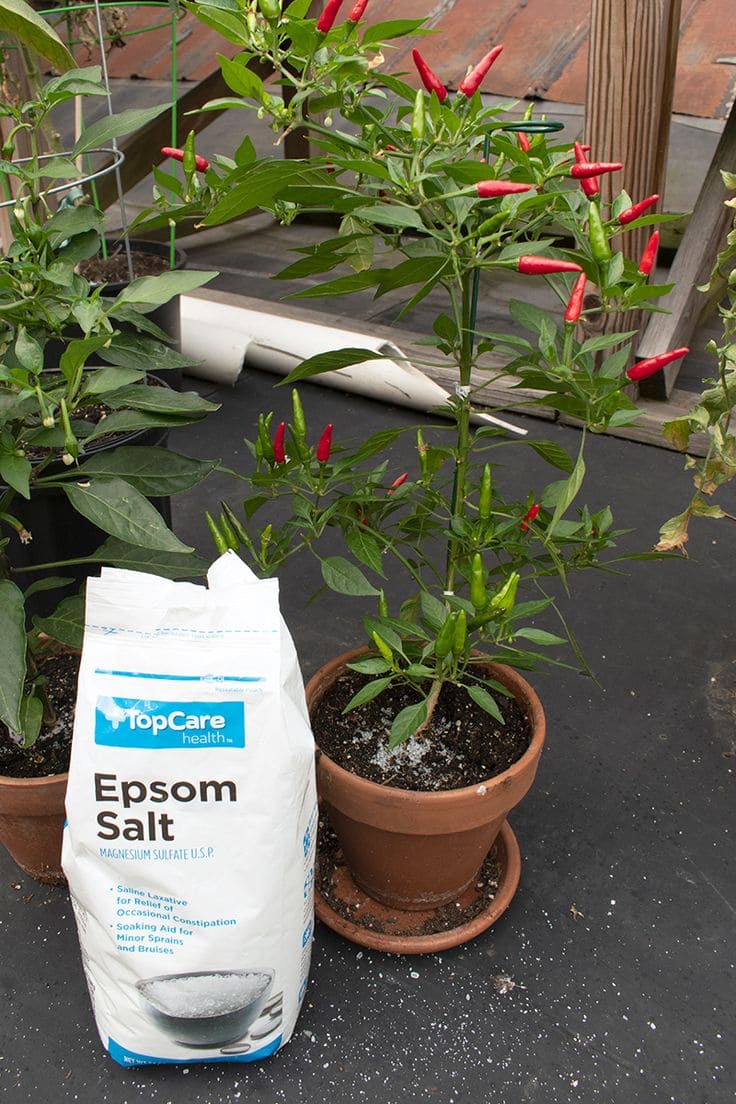 12 Homemade Fertilizers for Plants That Are Already in Your Kitchen