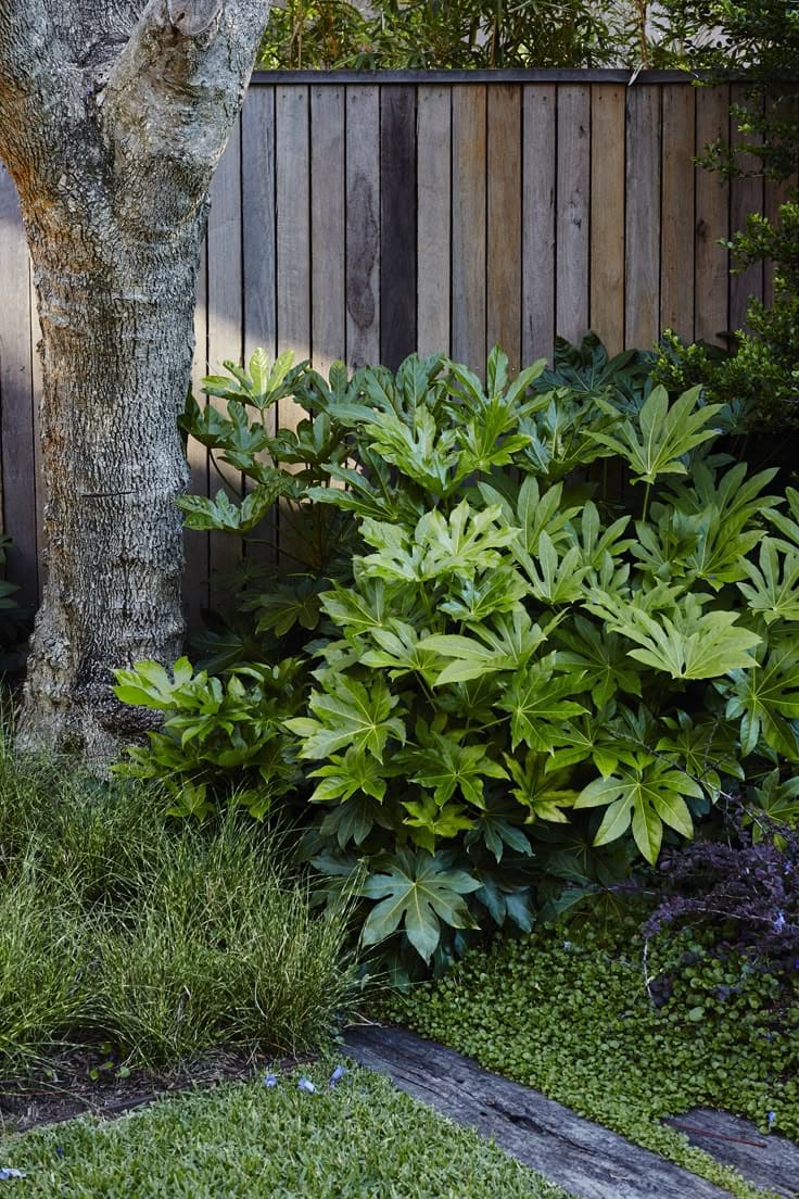 15 Shade-Loving Plants That Beat the Heat (And Still Look Gorgeous Doing It)