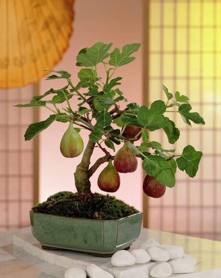 15 Indoor Fruit Plants That Bring Freshness Right to Your Home
