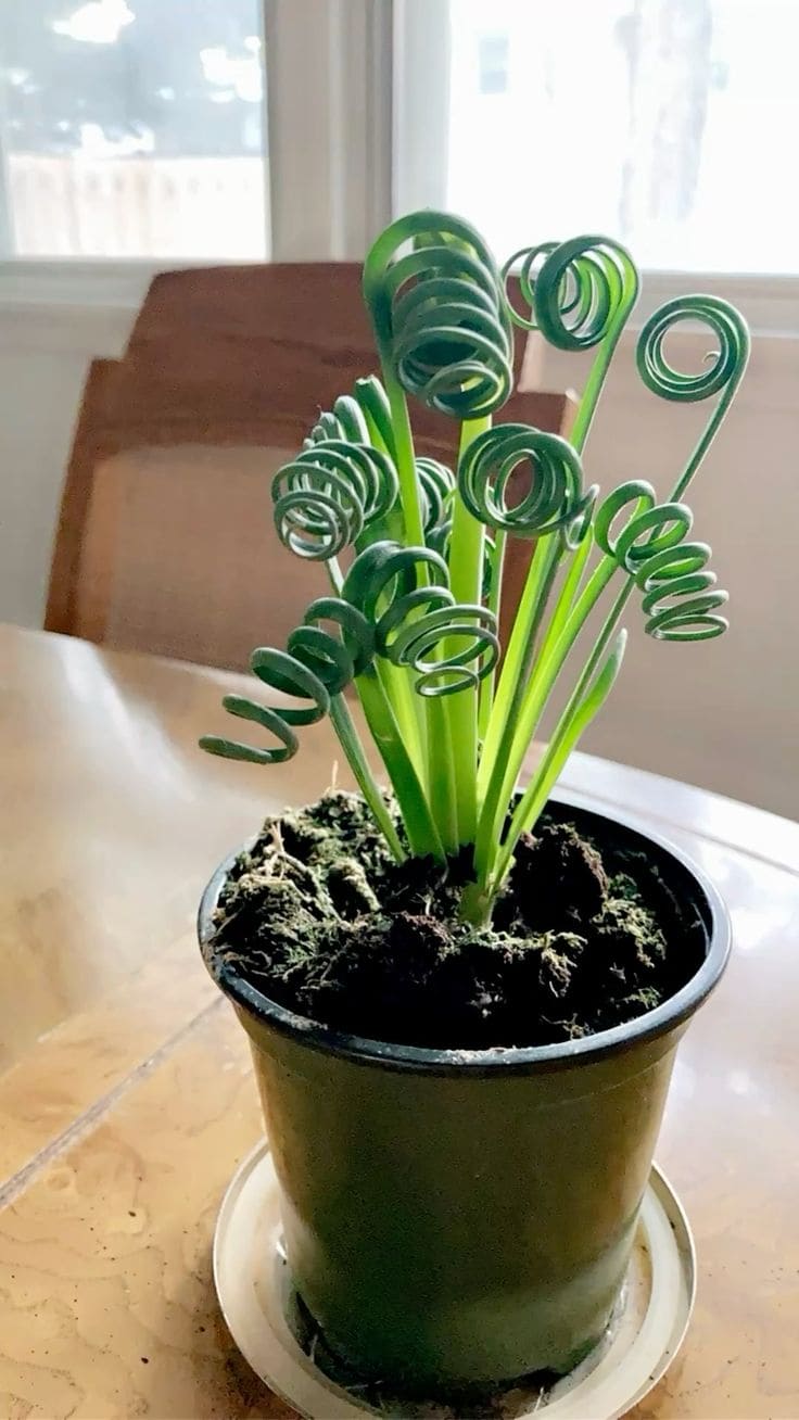 15 Strange Houseplants That Make Your Home Look Like a Botanical Wonderland