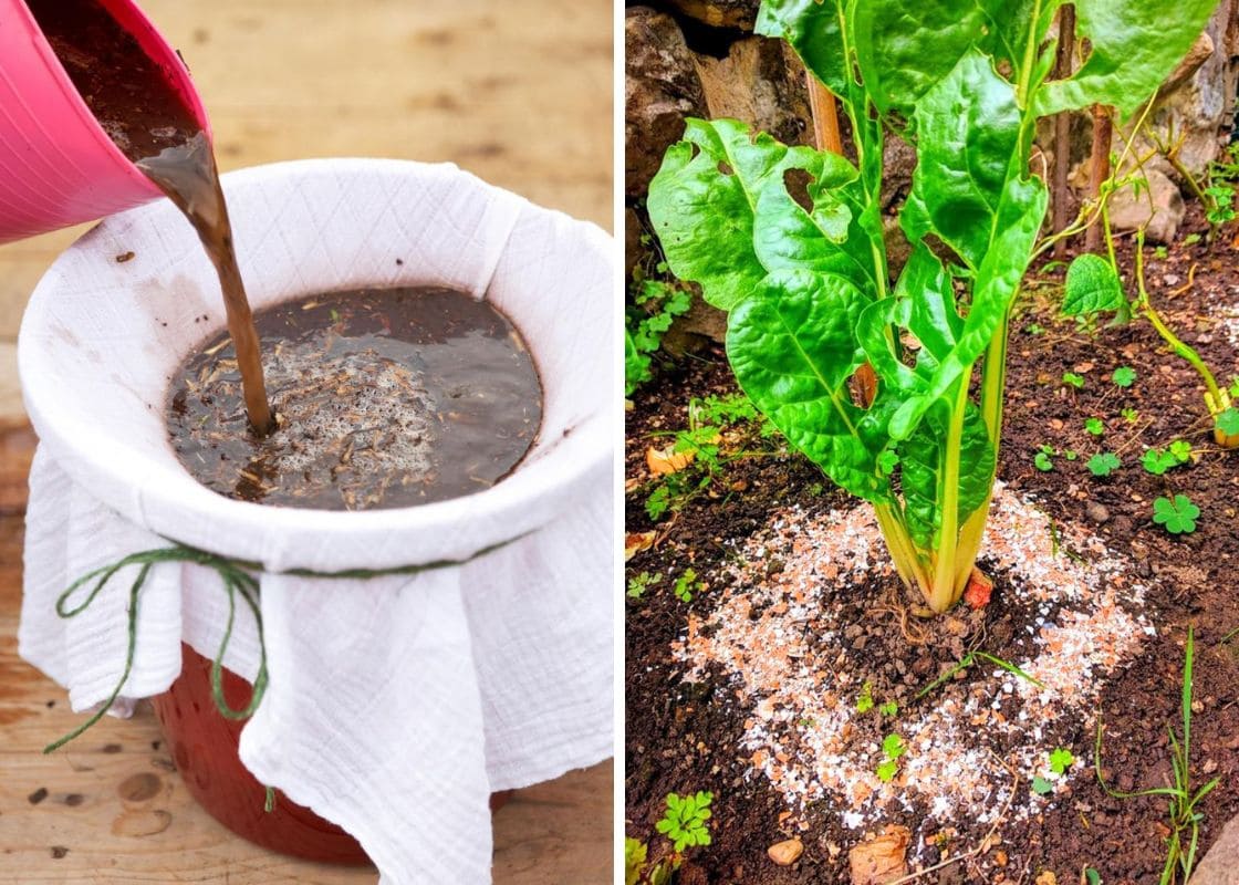 12 Homemade Fertilizers for Plants That Are Already in Your Kitchen