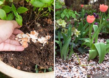 10 Plants That Grow Better With Crushed Eggshells Without Fertilizer