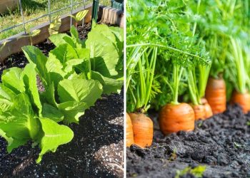 12 Vegetables That Grow Well in July (And Exactly How To Grow Them Right)