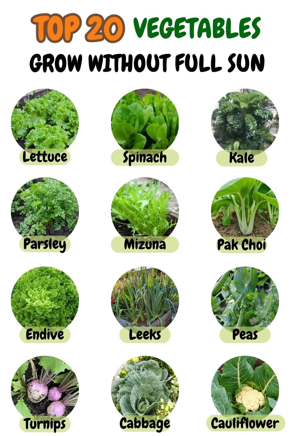 20 Shade-Loving Veggies That Thrive Without Full Sun