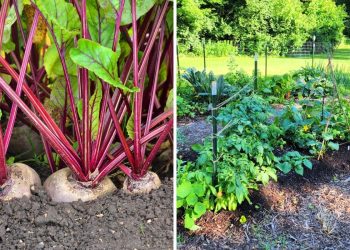 20 Shade-Loving Veggies That Thrive Without Full Sun