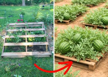 Here’s A Simple Trick Makes Your Watermelon Sweeter, Juicier, and Easier to Grow