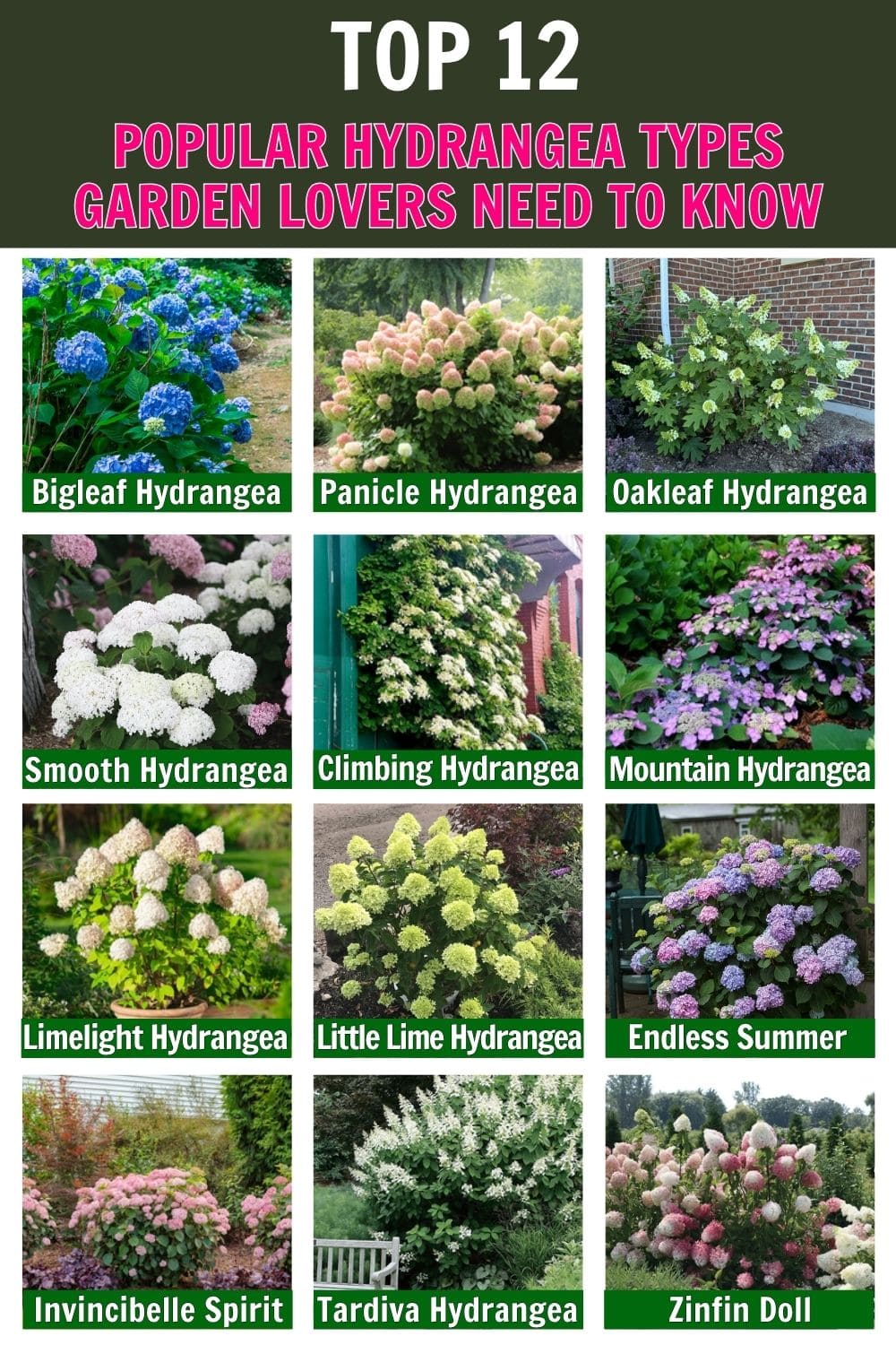 12 Popular Hydrangea Varieties Every Garden Lover Should Know