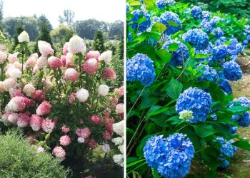 12 Popular Hydrangea Varieties Every Garden Lover Should Know