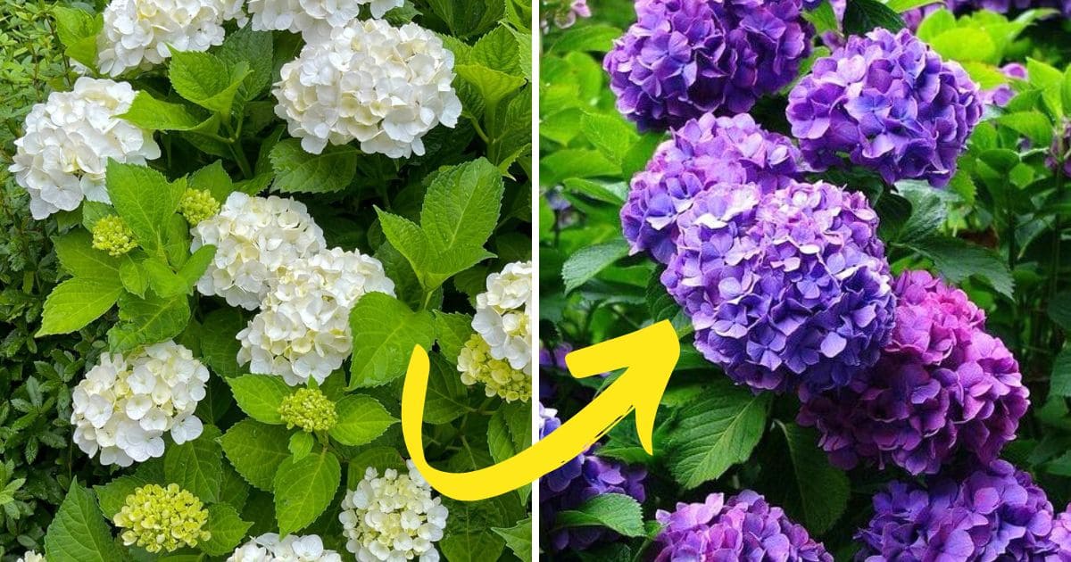 Hydrangea Colors & Soil pH: How To Make Your Blooms Blue, Pink, Or Even ...